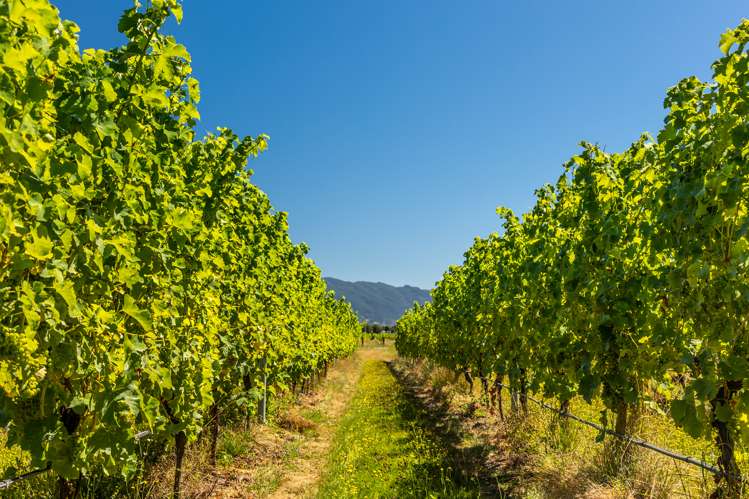 287 Brancott Road Fairhall_5