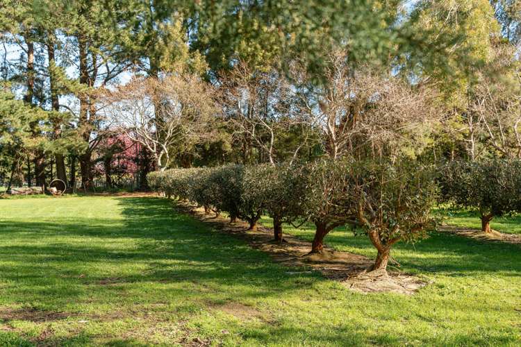 250 Upper Manaia Road Upper Plain_13