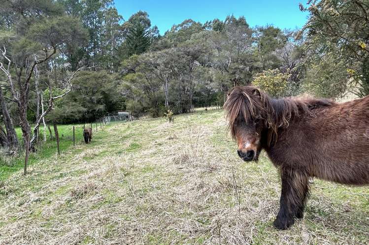 1901 Takaka-Collingwood Highway, Milnthorpe Collingwood_5