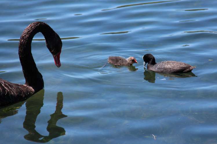 483 Spencer Road Lake Tarawera_46