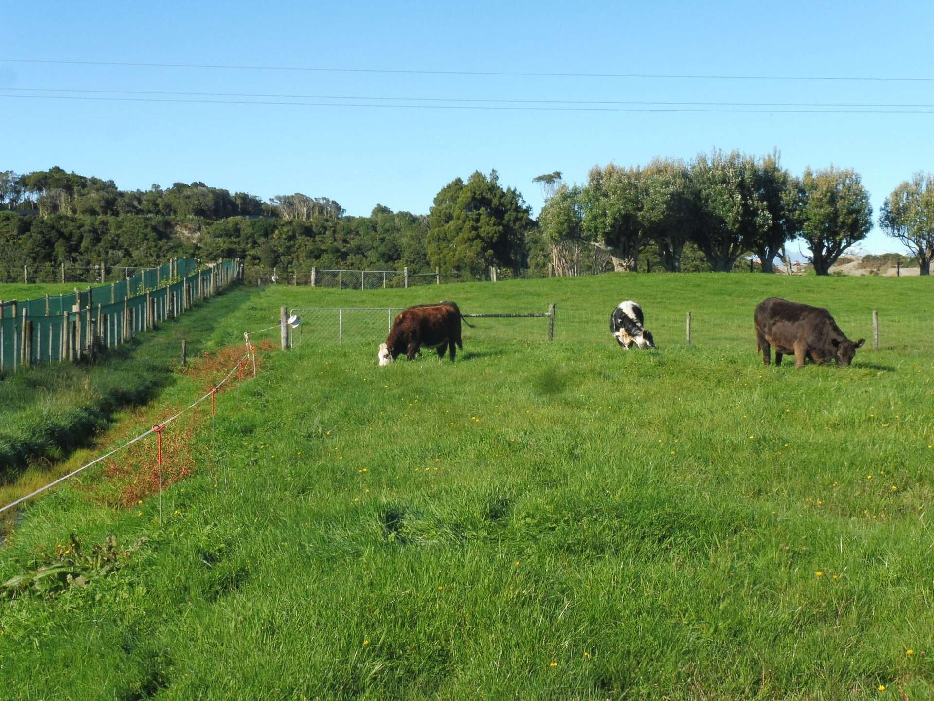 Adair Road Ruatapu_0