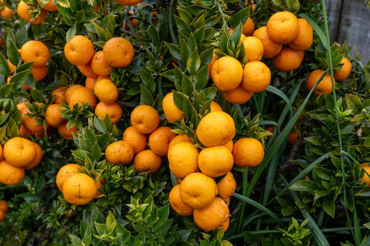 19 Barnsley Close Bethlehem_3