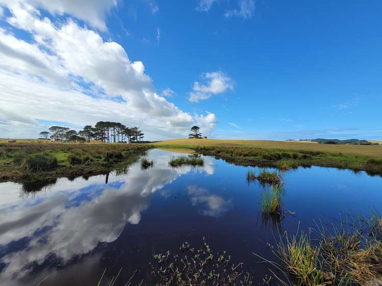 1008 Te Maire Road Te Kopuru_1