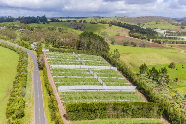 Pungaere Road Kerikeri Surrounds_2