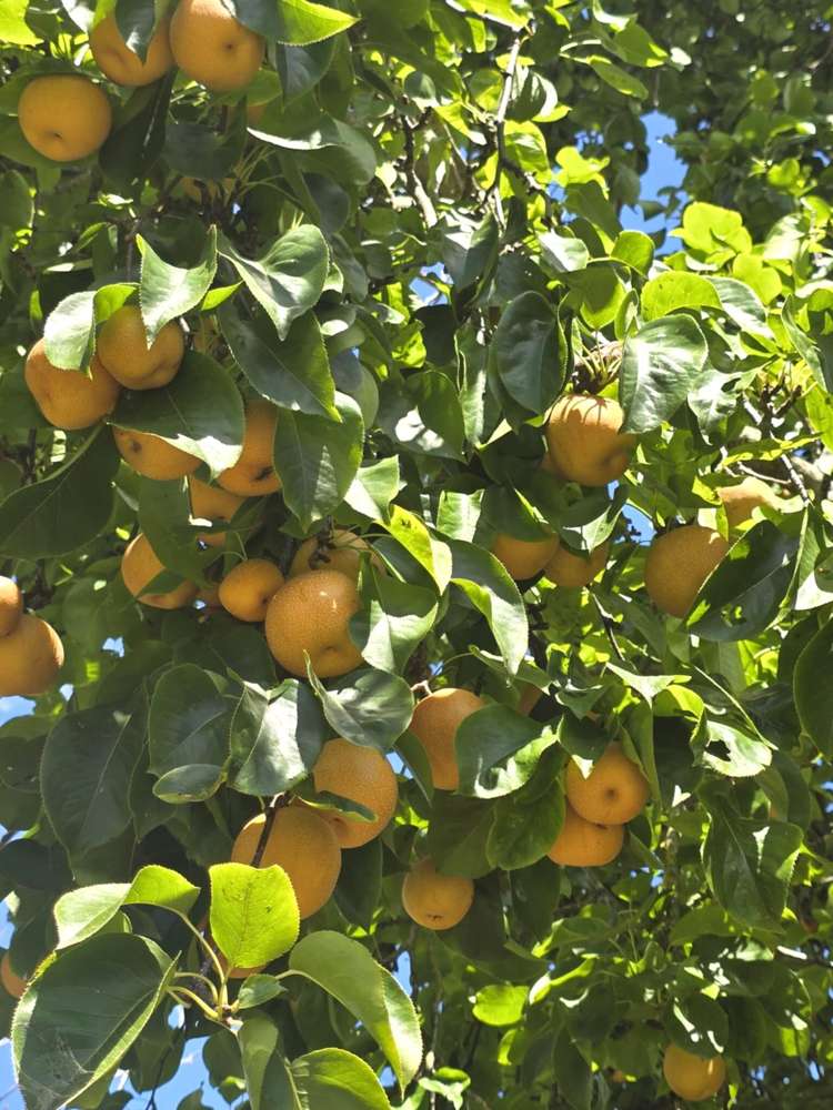 11 Alexander Street Ohingaiti_5