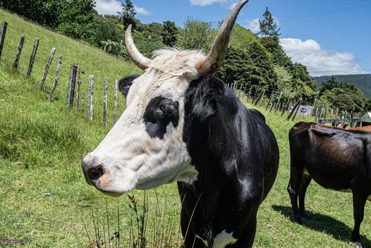 802 Russell Road Whakapara_33