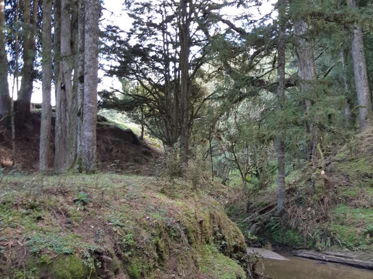 Kururau Road Taumarunui_1