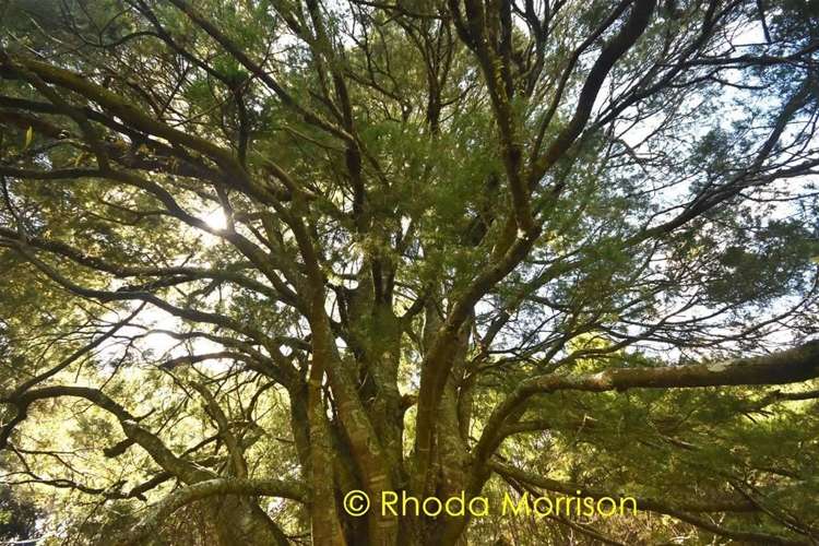 280 Central Road Mareretu_58