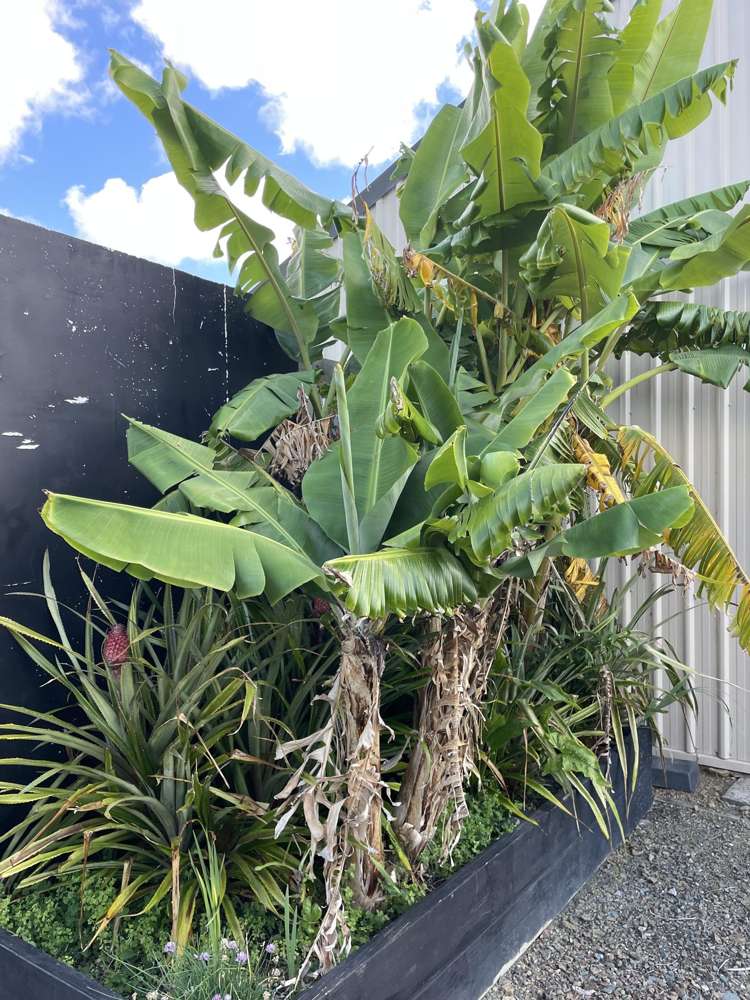 852 Oneriri Road Kaiwaka_34