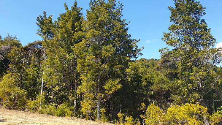 Lot 5 21 Waikawau Beach Road_2