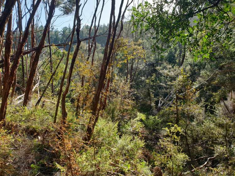 Sterling Road Paparoa_8