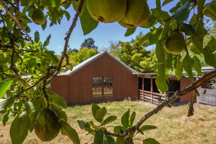 21 Deer Park Road Cheviot_19