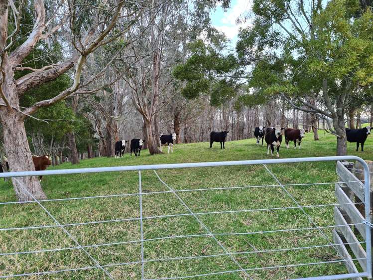 54 Hall Road Tinopai_13