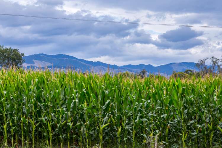 2520 State Highway 2 Greytown_8