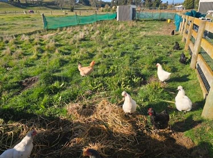 43 Pellikan Place Tokoroa_19