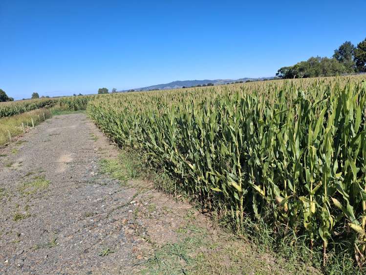 No 1 Road Springdale_4