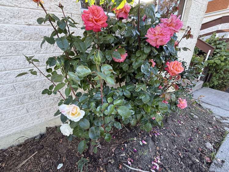 37 Cromer Street Balclutha_20