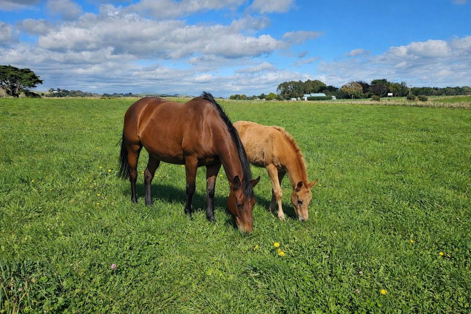 12B Pahiatua Pongaroa Road Pahiatua_0