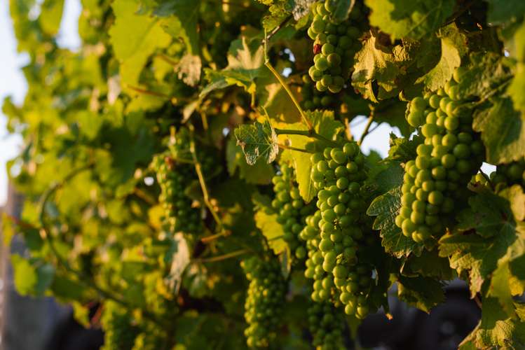 217 Caseys Road Seddon_13