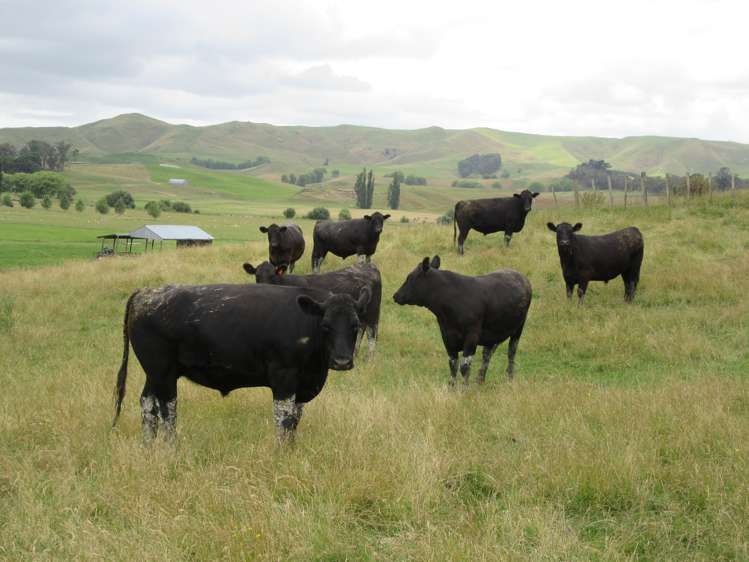 359 Mangatarata Road Hawkes Bay_18