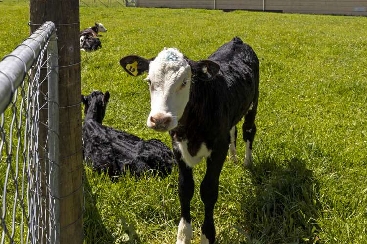 132 Mount Riley Road Havelock_38