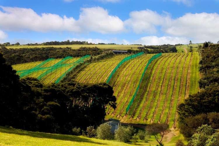 152 Trig Hill Road Waiheke Island_17