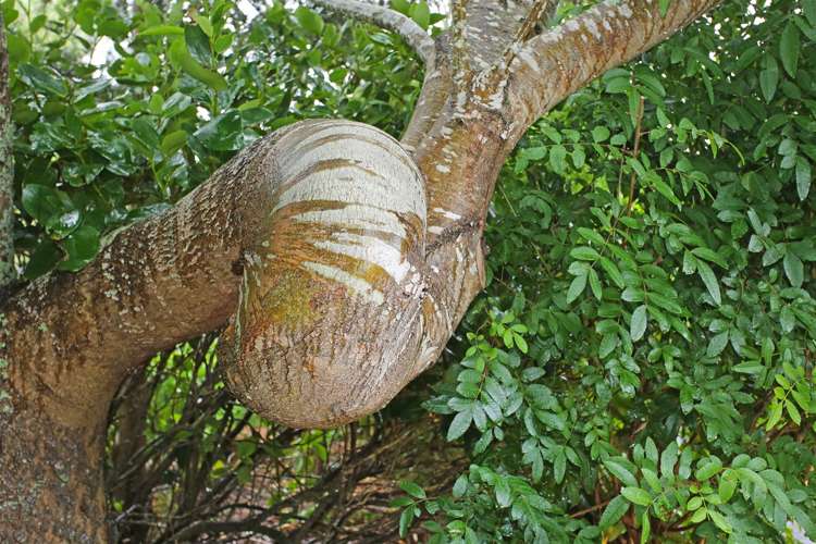 178 Bald Hill Road Waiuku_28