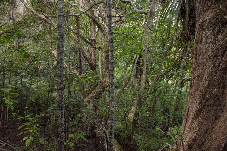 56 Te Rongo Road Parua Bay_6