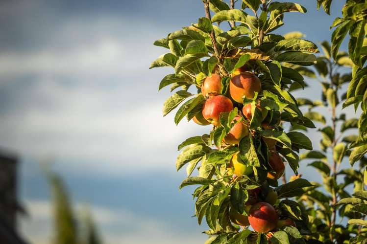 17 Mcbride Street Frankton_5