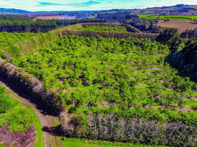 130 Geraghty Maber Road Tuakau_6