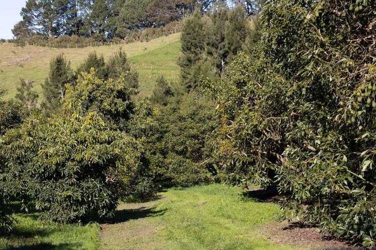 231 Walford Road Aongatete_13