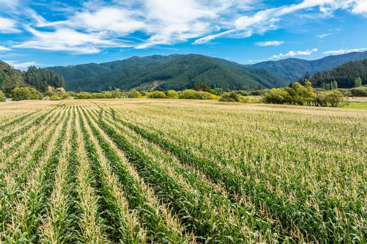 State Highway 1 Koromiko_21