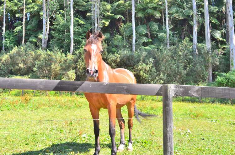 2 Peers Road Kaimai_25