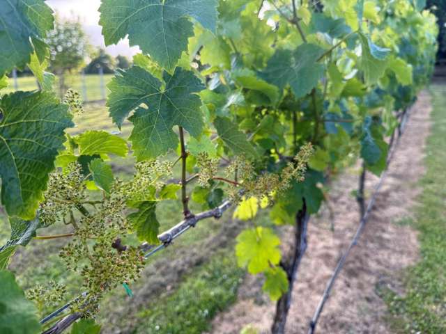 177 Taupaki Road Taupaki_4