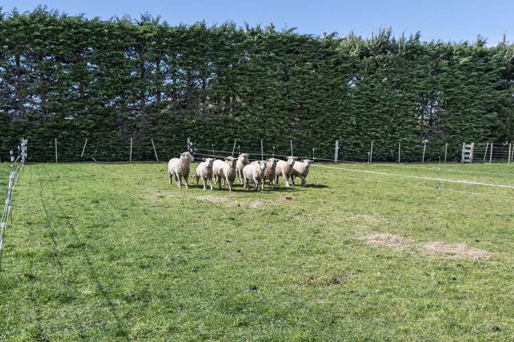 4/1382 Courtenay Road Kirwee_10