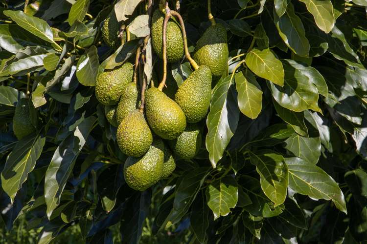 231 Walford Road Aongatete_11