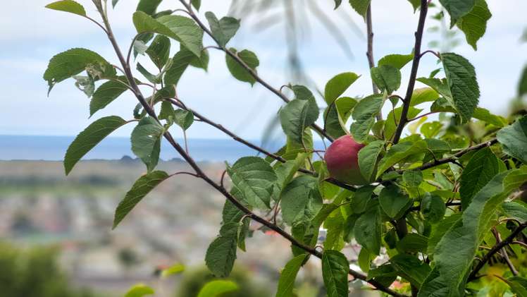 139 Forfar Street Clyde Hill_14