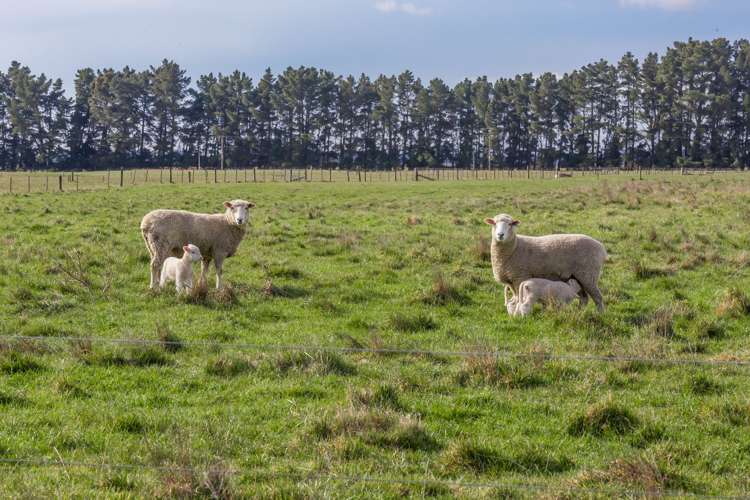 262 Chattertons Road McLeans Island_17