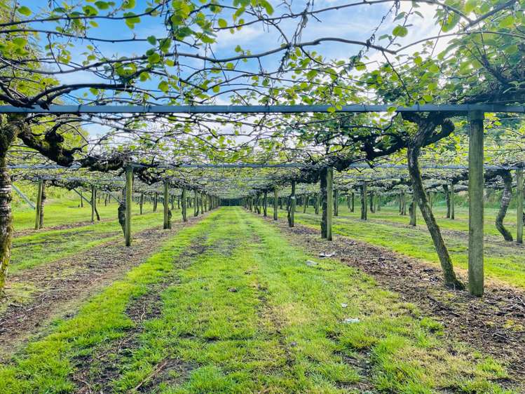 547 Te Matai Road Te Puke_16