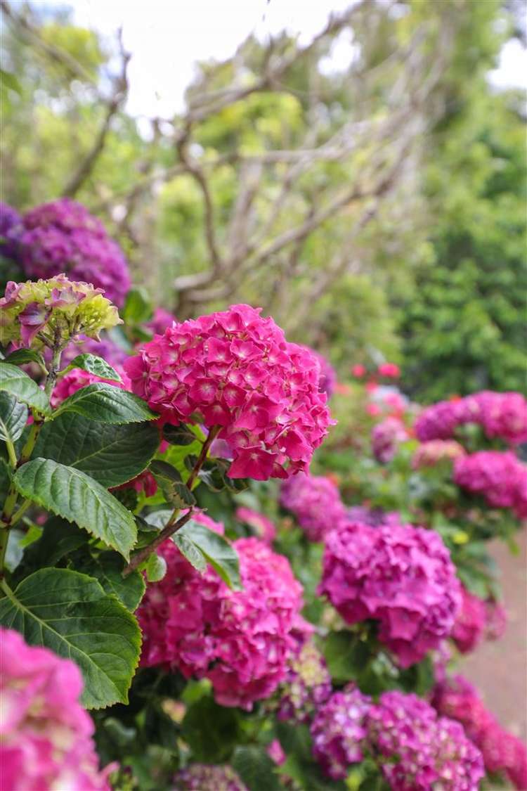 18 Puriri Street Te Aroha_22