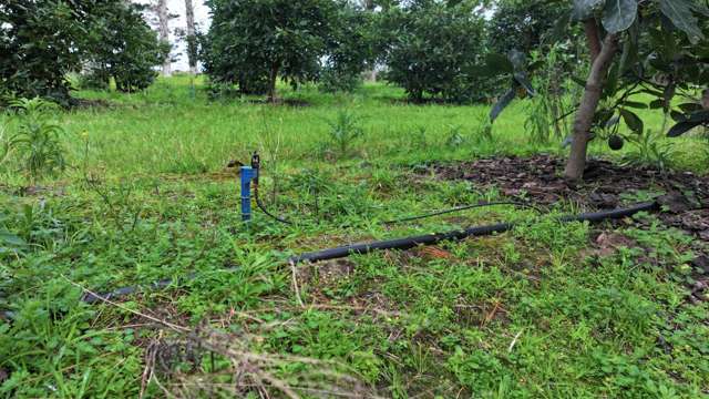 373 Kimberley Road Ngataki_4