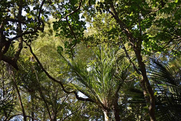 435 Heatley Road Whakapirau_33