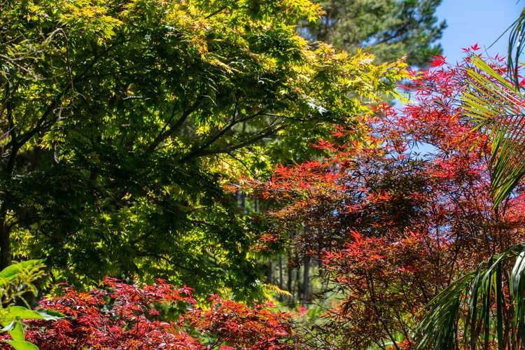 111 Old Reservoir Road Karangahake_12