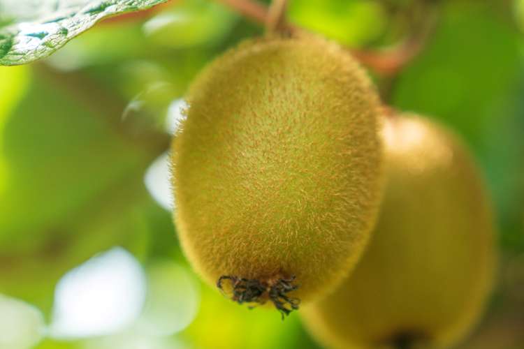 73 Orchard Road Edgecumbe_9