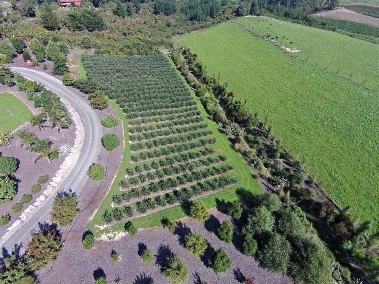 35 Nile Road Mahana_20