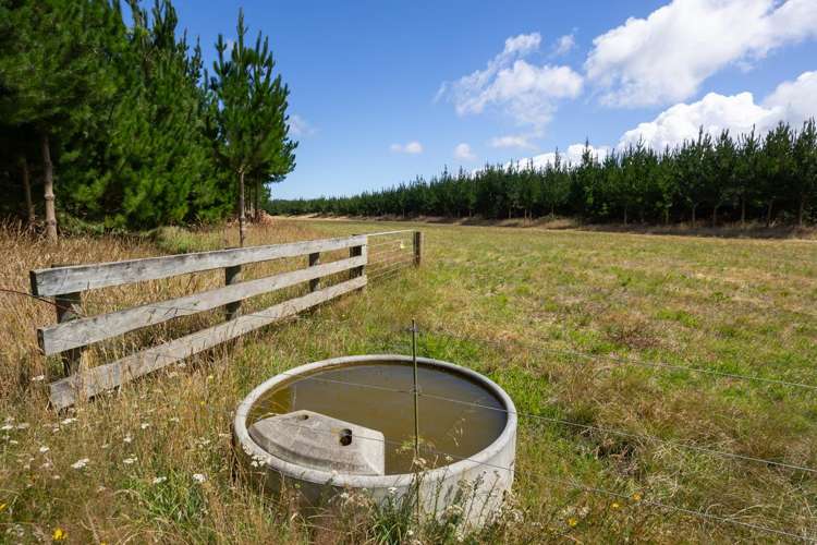 590 Brandon Hall Road Bulls_17