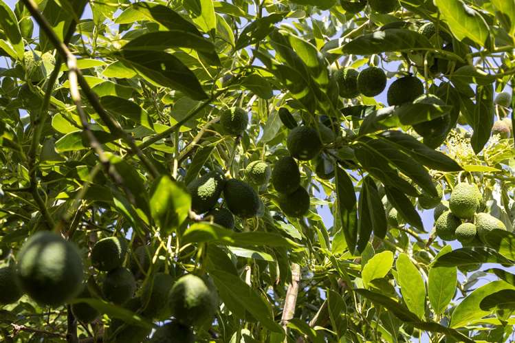 Lot Lot 8/27 Turk Valley Rd Pukenui_4