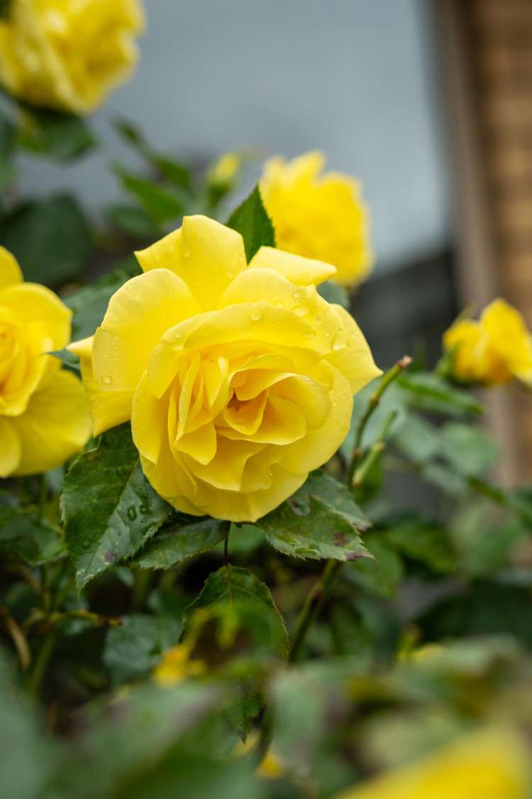 27 Ernest Gray Place Halswell_21