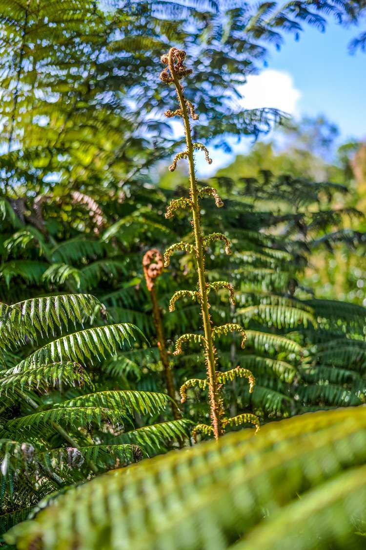 23 Tanglewood Place Cockle Bay_24