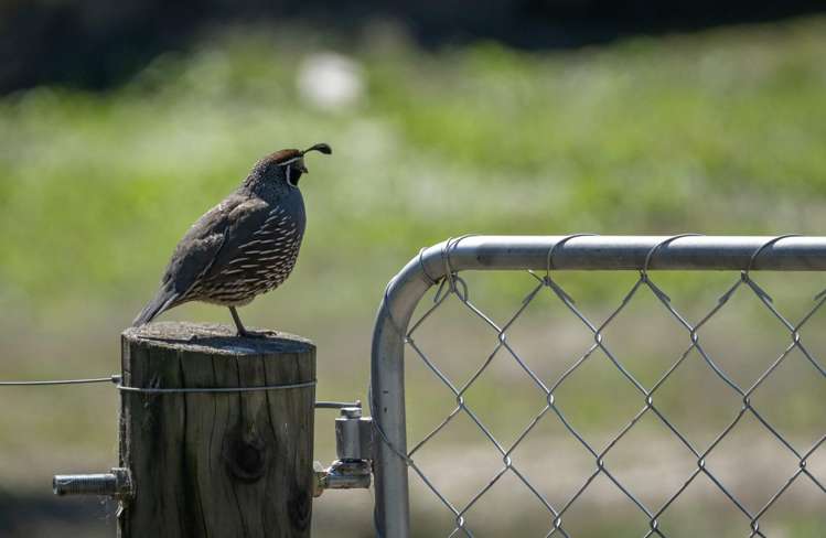 333 Beacon Point Road Wanaka_6